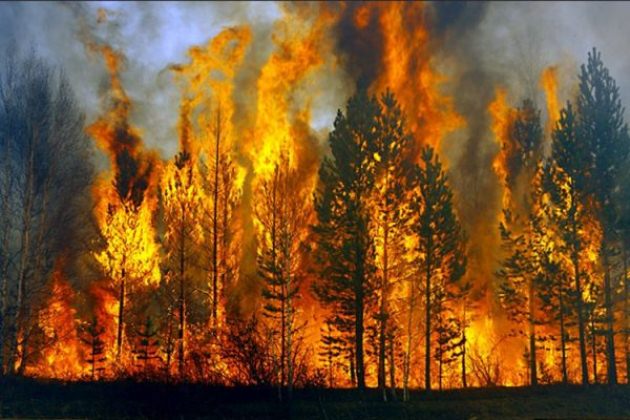 Đâu là nguyên nhân cháy rừng bùng phát dữ dội ở Nga