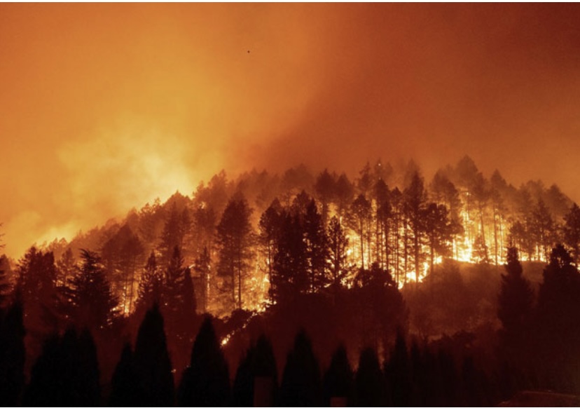 Trách nhiệm của chủ rừng là tổ chức trong phòng cháy chữa cháy rừng