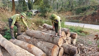 Giám đốc và các phó giám đốc Ban Quản lý rừng phòng hộ chỉ bị phê bình