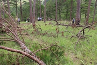 Lâm Đồng Khẩn trương điều tra, xử lý nghiêm vụ phá rừng trái pháp luật