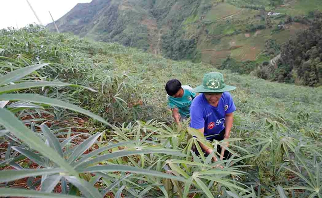 Nhân dân xã Mù Sang chăm sóc cây sắn. Ảnh: Phong Lâm