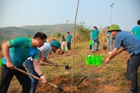 BIDV trồng cây xanh tại Lai Châu