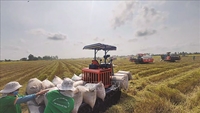 Chủ động bám sát thị trường để xây dựng phương án xuất khẩu gạo phù hợp