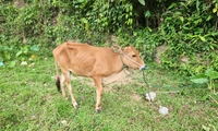 UBND huyện Hướng Hóa báo cáo gì các gói thầu mua bò cho hộ nghèo